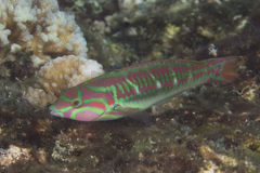 Thalassoma quinquevittatum