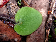Cyrtostylis
