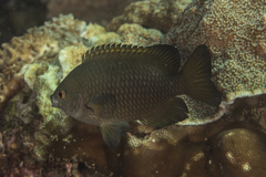 Pomacentrus brachialis