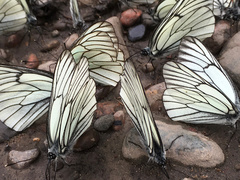 Aporia crataegi