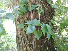 Populus