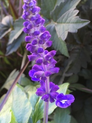Salvia
