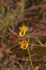 Ophrys lutea lutea