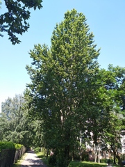 Populus