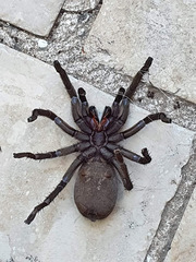 Chaetopelma olivaceum