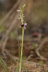 Ophrys lunulata