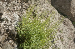 Scrophularia rupestris