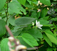 Bauhinia acuminata