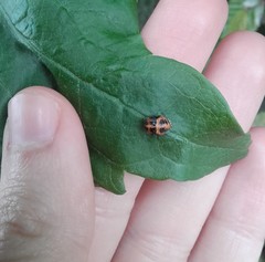 Harmonia axyridis