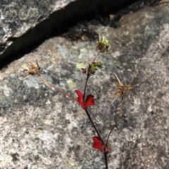 Pelargonium inodorum