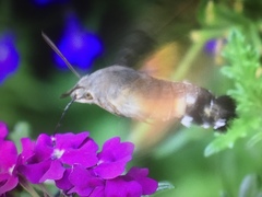 Macroglossum stellatarum
