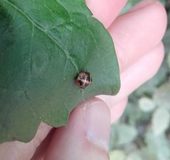 Harmonia axyridis