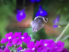 Macroglossum stellatarum