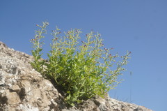 Scrophularia rupestris