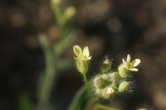 Camelina rumelica