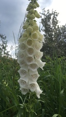 Digitalis purpurea