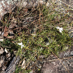 Lithotoma anethifolia