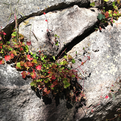 Pelargonium inodorum