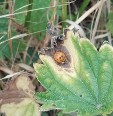 Harmonia axyridis