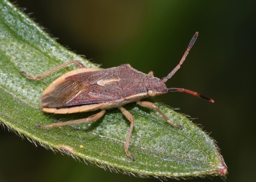 Maccevethus corsicus · iNaturalist