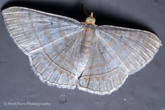 Bulonga schistacearia