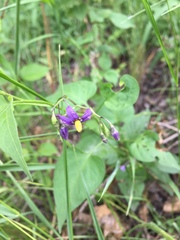 Solanum dulcamara
