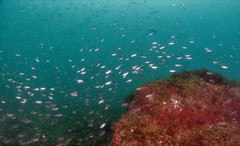 Chromis notata