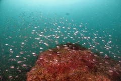 Chromis notata