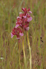 Anacamptis papilionacea grandiflora