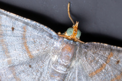 Bulonga schistacearia