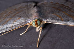 Bulonga schistacearia