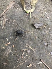 Egaenus convexus