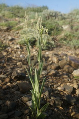 Camelina rumelica