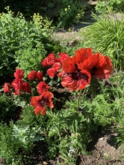 Papaver orientale