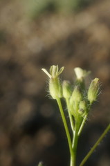 Camelina rumelica
