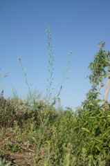 Camelina rumelica