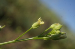 Camelina rumelica