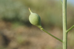 Camelina rumelica