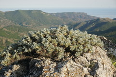 Astragalus arnacantha
