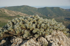 Astragalus arnacantha