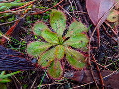 Drosera praefolia