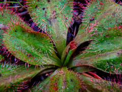 Drosera praefolia