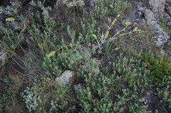 Astragalus setosulus