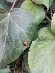 Harmonia axyridis