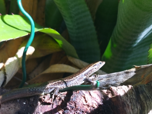 Cryptoblepharus poecilopleurus observed 2019-10-04