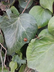 Harmonia axyridis