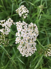 Achillea millefolium