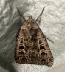 Sideridis reticulata