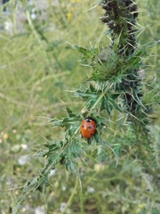 Coccinella septempunctata