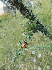 Coccinella septempunctata